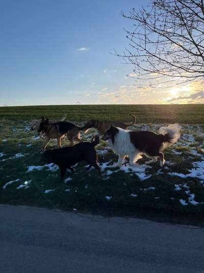 Rhodesian Ridgeback-Beitrag-Bild