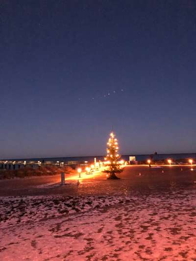 Rhodesian Ridgeback-Beitrag-Bild