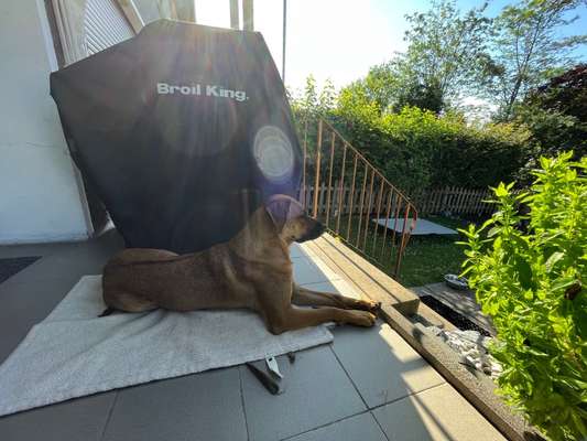 Rhodesian Ridgeback-Beitrag-Bild