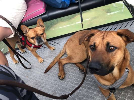 Rhodesian Ridgeback-Beitrag-Bild