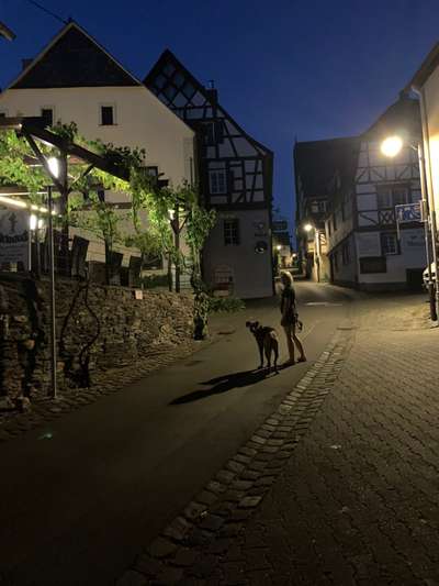 Rhodesian Ridgeback-Beitrag-Bild