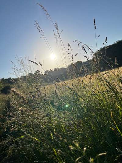 Rhodesian Ridgeback-Beitrag-Bild