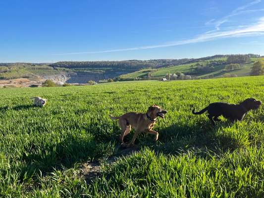 Rhodesian Ridgeback-Beitrag-Bild