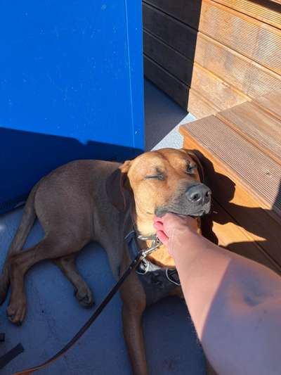 Rhodesian Ridgeback-Beitrag-Bild