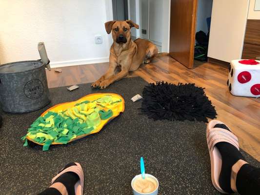 Rhodesian Ridgeback-Beitrag-Bild