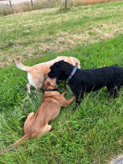 Rhodesian Ridgeback-Beitrag-Bild