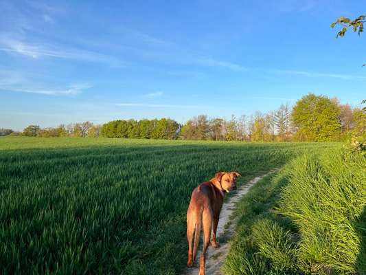 Rhodesian Ridgeback-Beitrag-Bild
