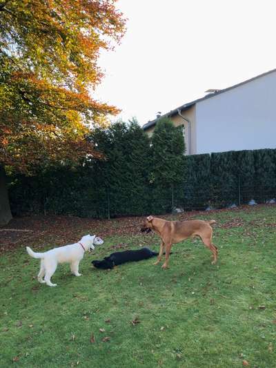 Rhodesian Ridgeback-Beitrag-Bild