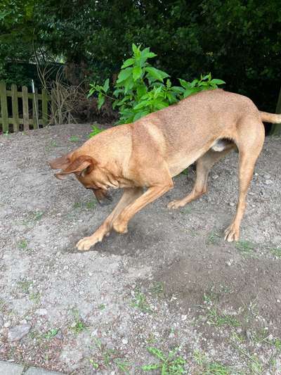Rhodesian Ridgeback-Beitrag-Bild