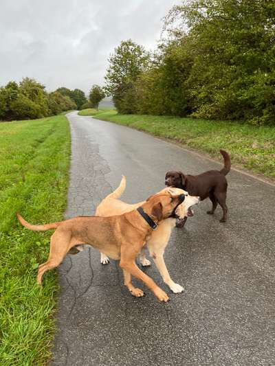 Rhodesian Ridgeback-Beitrag-Bild