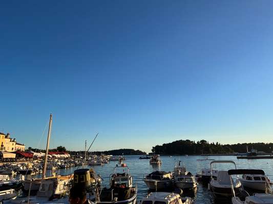 Rhodesian Ridgeback-Beitrag-Bild