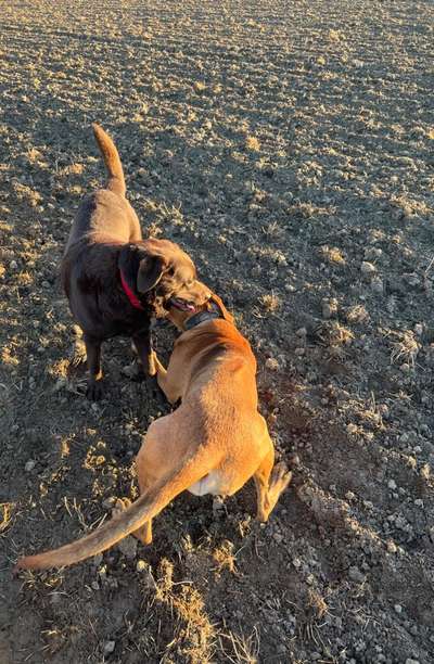 Rhodesian Ridgeback-Beitrag-Bild