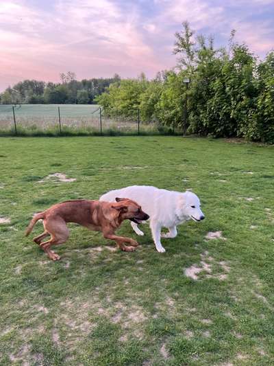 Rhodesian Ridgeback-Beitrag-Bild