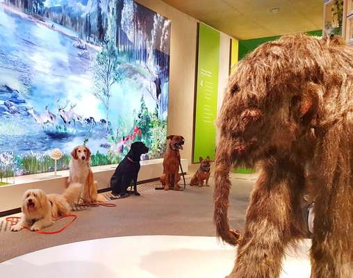 Rhodesian Ridgeback-Beitrag-Bild