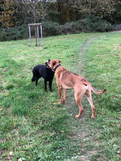 Rhodesian Ridgeback-Beitrag-Bild