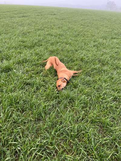 Rhodesian Ridgeback-Beitrag-Bild