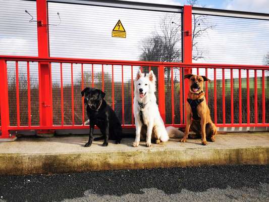 Rhodesian Ridgeback-Beitrag-Bild