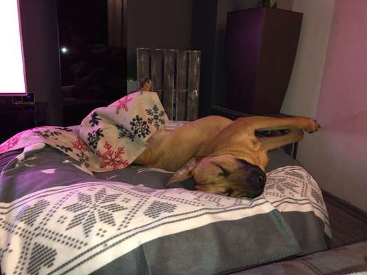 Rhodesian Ridgeback-Beitrag-Bild