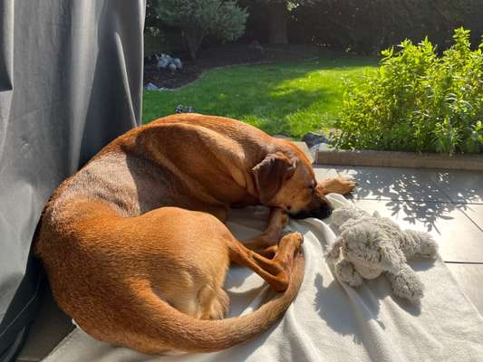 Rhodesian Ridgeback-Beitrag-Bild