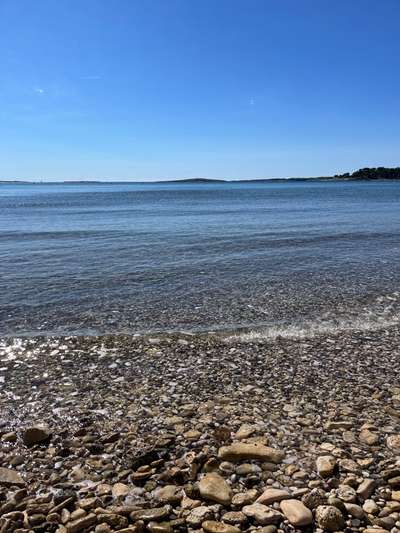 Rhodesian Ridgeback-Beitrag-Bild