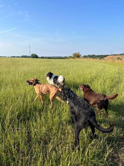 Rhodesian Ridgeback-Beitrag-Bild