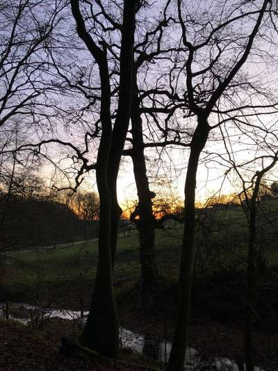 Rhodesian Ridgeback-Beitrag-Bild