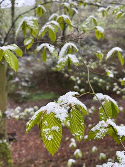 Rhodesian Ridgeback-Beitrag-Bild