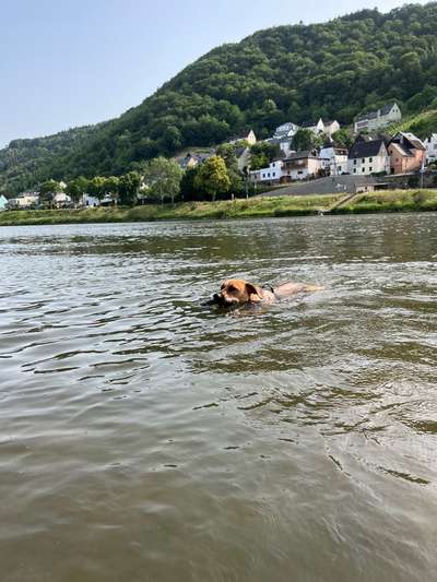 Rhodesian Ridgeback-Beitrag-Bild