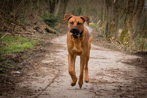 Rhodesian Ridgeback-Beitrag-Bild