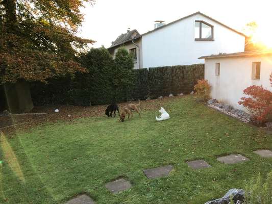 Rhodesian Ridgeback-Beitrag-Bild