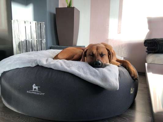 Rhodesian Ridgeback-Beitrag-Bild