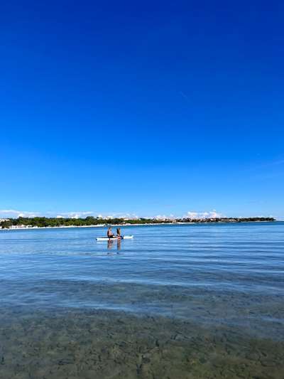 Rhodesian Ridgeback-Beitrag-Bild