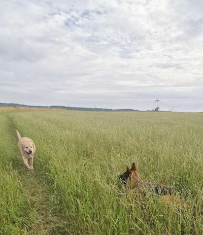Rhodesian Ridgeback-Beitrag-Bild