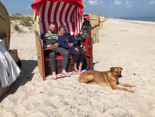 Rhodesian Ridgeback-Beitrag-Bild