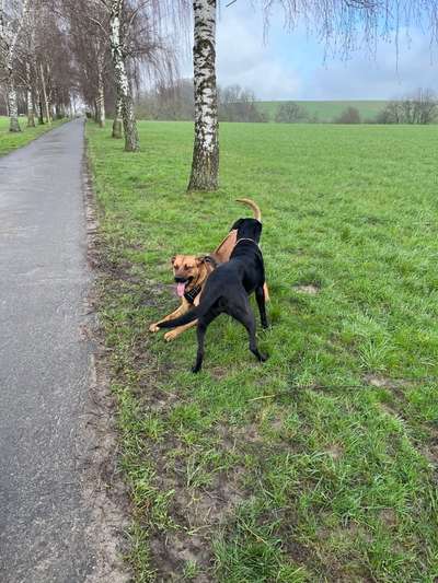 Rhodesian Ridgeback-Beitrag-Bild