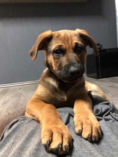 Rhodesian Ridgeback-Beitrag-Bild