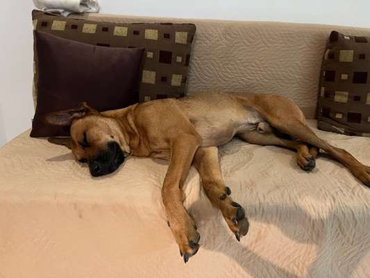 Rhodesian Ridgeback-Beitrag-Bild