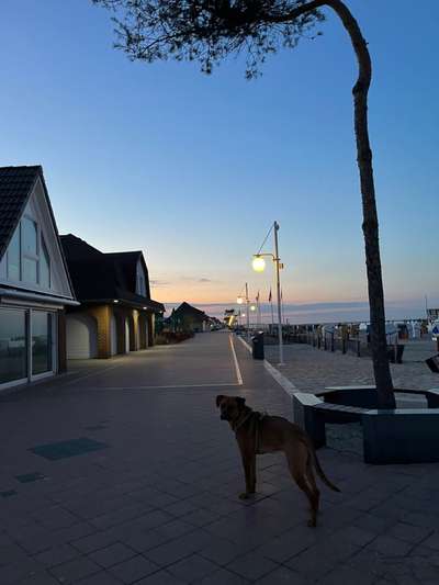 Rhodesian Ridgeback-Beitrag-Bild