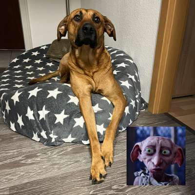 Rhodesian Ridgeback-Beitrag-Bild