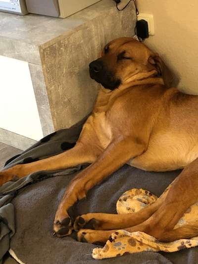 Rhodesian Ridgeback-Beitrag-Bild