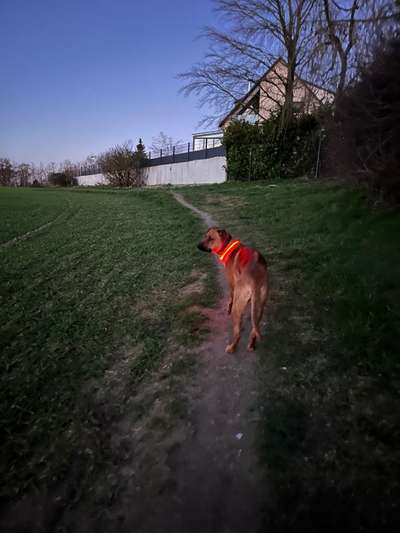 Rhodesian Ridgeback-Beitrag-Bild