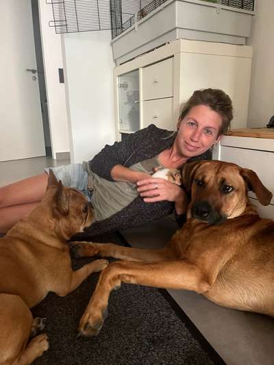 Rhodesian Ridgeback-Beitrag-Bild