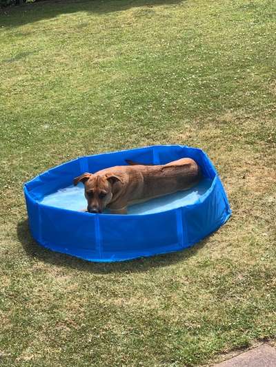 Rhodesian Ridgeback-Beitrag-Bild