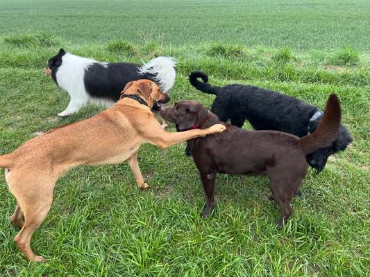 Rhodesian Ridgeback-Beitrag-Bild