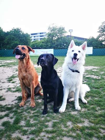 Rhodesian Ridgeback-Beitrag-Bild