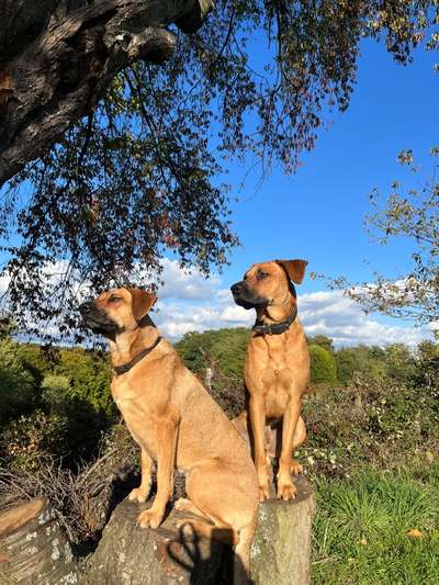 Rhodesian Ridgeback-Beitrag-Bild