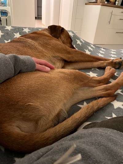 Rhodesian Ridgeback-Beitrag-Bild