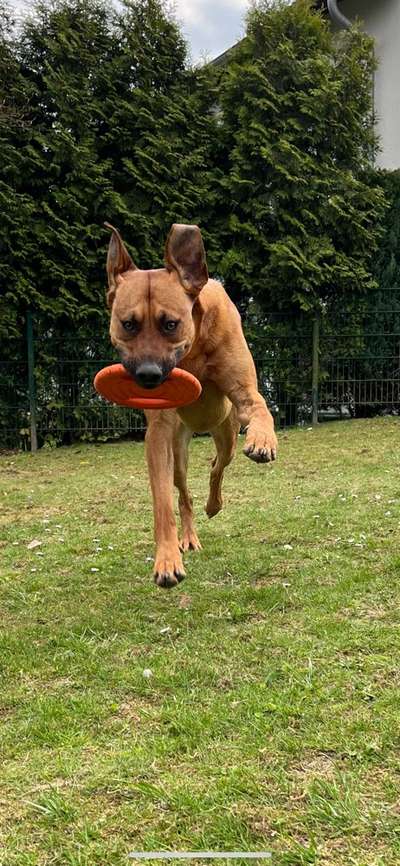 Rhodesian Ridgeback-Beitrag-Bild