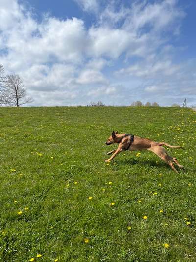 Rhodesian Ridgeback-Beitrag-Bild