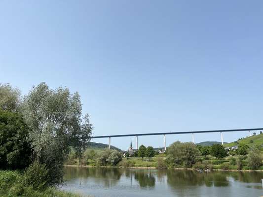 Rhodesian Ridgeback-Beitrag-Bild